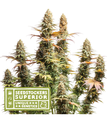 Semilla Triton Biscotto Lime Fem (x3) | Seed Stockers