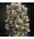 Semilla The Church Fem (x3) | Green House Seeds Co.