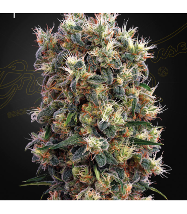 Semilla The Church Fem (x3) | Green House Seeds Co.