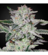 Semilla Sweet Valley Kush Fem (x3) | Green House Seeds Co.