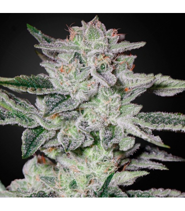 Semilla Sweet Valley Kush Fem (x3) | Green House Seeds Co.