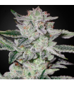 Sweet Valley Kush Fem (x3) - Green House Seeds Co.