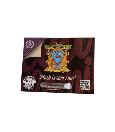 Semilla Black Cream Auto (x3+1) | Sweet Seeds
