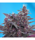 Semilla Black Cream Auto (x3+1) | Sweet Seeds