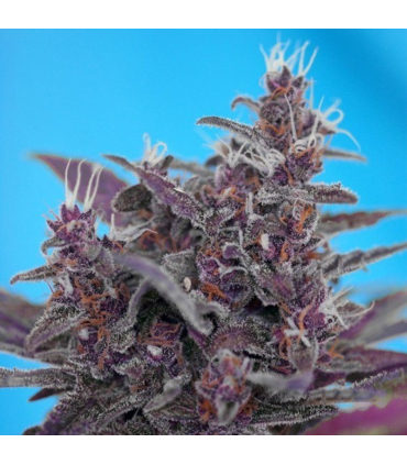 Semilla Black Cream Auto (x3+1) | Sweet Seeds