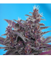 Black Cream Auto (x3+1) - Sweet Seeds