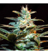 Semilla NYC Diesel Fem (x3+1) Sweet Seeds