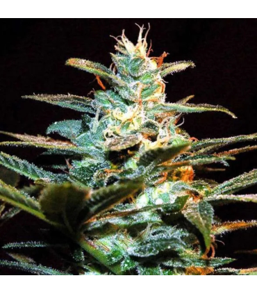 Semilla NYC Diesel Fem (x3+1) Sweet Seeds
