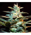 NYC Diesel Fem (x3+1) - Sweet Seeds