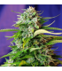 Semilla Jack 47 Auto (x3+1) | Sweet Seeds