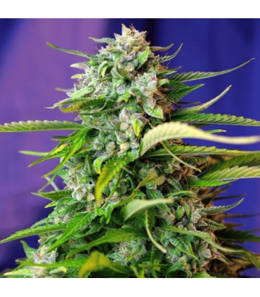 Semilla Jack 47 Auto (x3+1) | Sweet Seeds