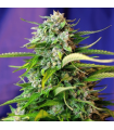 Jack 47 Auto (x3+1) - Sweet Seeds