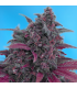 Semilla Dark Devil Auto (x3+1) | Sweet Seeds