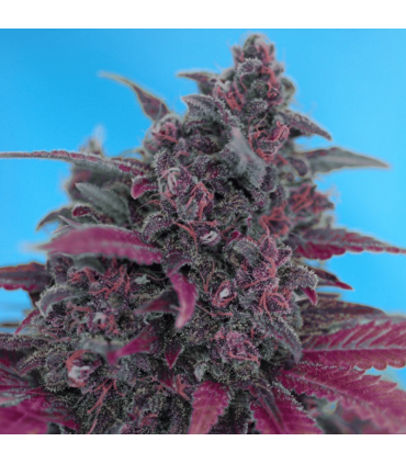 Semilla Dark Devil Auto (x3+1) | Sweet Seeds
