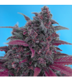 Dark Devil Auto (x3+1) - Sweet Seeds