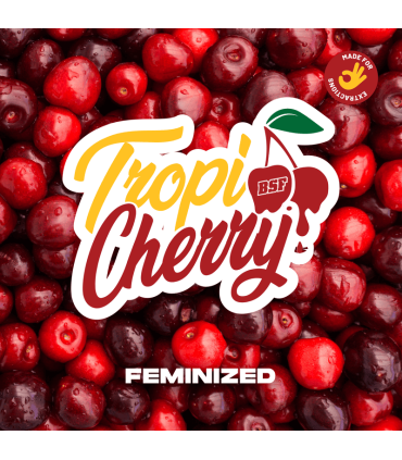 Semilla Tropi Cherry FEM (x4) - BSF | Bigger Stronger Faster