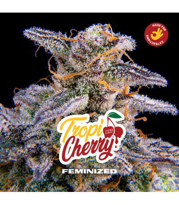 Semilla Tropi Cherry FEM (x4) - BSF | Bigger Stronger Faster