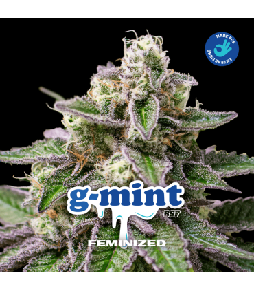 Semilla G-Mint FEM (x4) - BSF | Bigger Stronger Faster