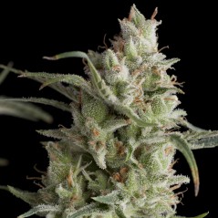 Super Og Kush (x3+1) - Pyramid Seed - 1