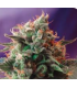 Semilla Northern Lights Fast Version a Granel | Tricomar
