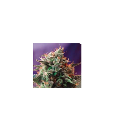 Semilla Northern Lights Fast Version a Granel | Tricomar
