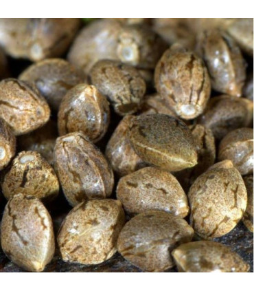 Semilla Auto Northern Lights a Granel | Tricomar Growshop