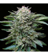 White Gorilla (x2) Fem - BSF