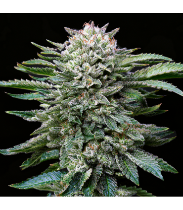White Gorilla (x2) Fem - BSF