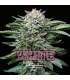 White Gorilla (x2) Fem - BSF