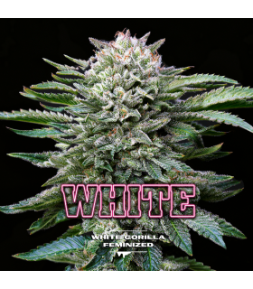 White Gorilla (x2) Fem - BSF