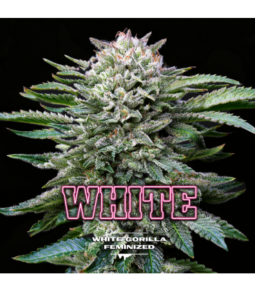 White Gorilla (x2) Fem - BSF